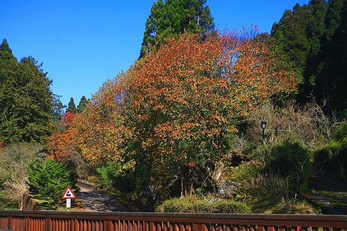 Alishan Forest Recreation Area (3)