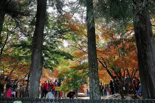 Fushoushan Farm (3)