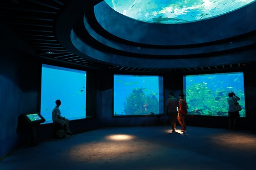 sea-aquarium-3