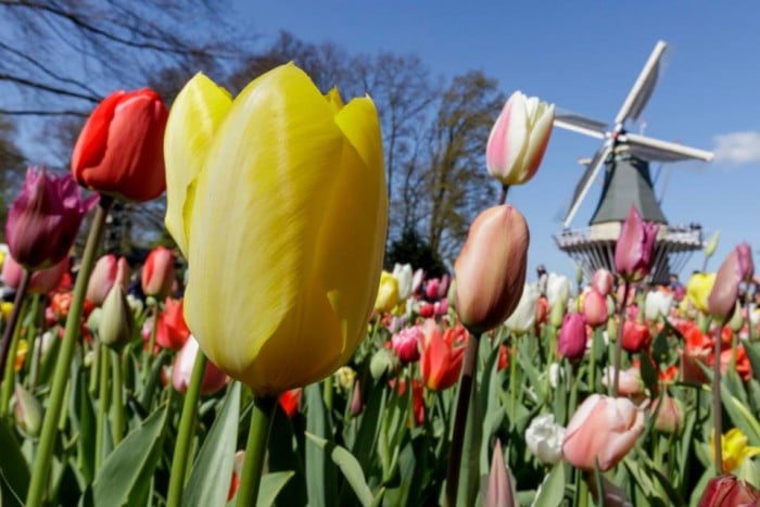 Cr. FB/visitkeukenhof