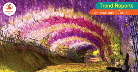 เมษานี้ต้องไปเซลฟี่กับ อุโมงค์ วิสทีเรีย 80 เมตรให้ได้ !!