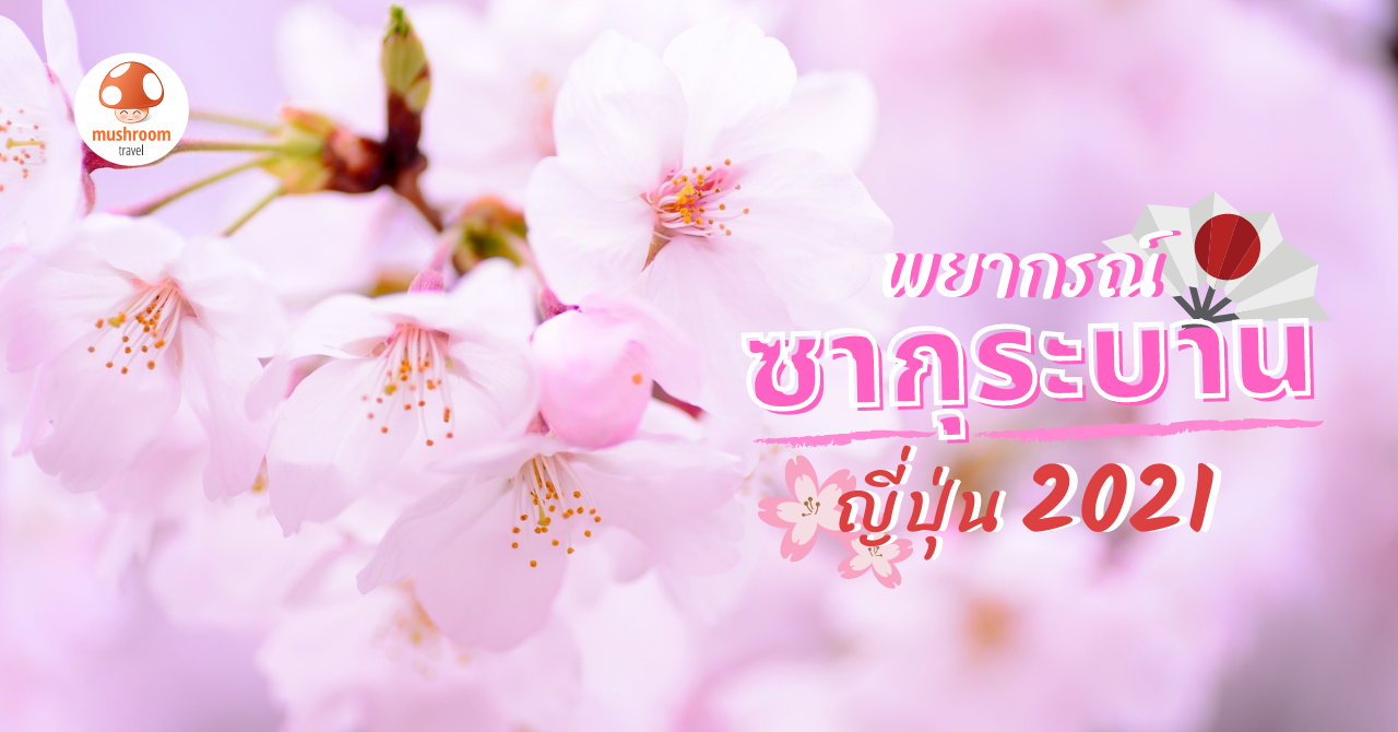 พยากรณ์ ซากุระ 2021